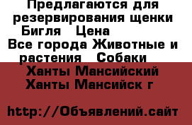 Предлагаются для резервирования щенки Бигля › Цена ­ 40 000 - Все города Животные и растения » Собаки   . Ханты-Мансийский,Ханты-Мансийск г.